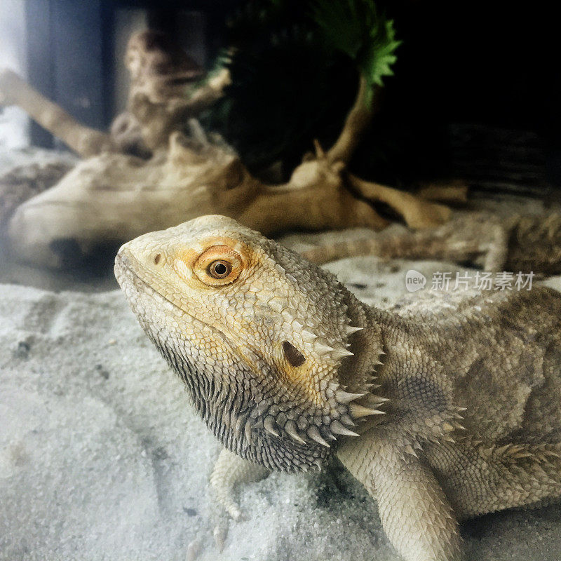 澳大利亚长须龙(Pogona vitticeps)蜥蜴